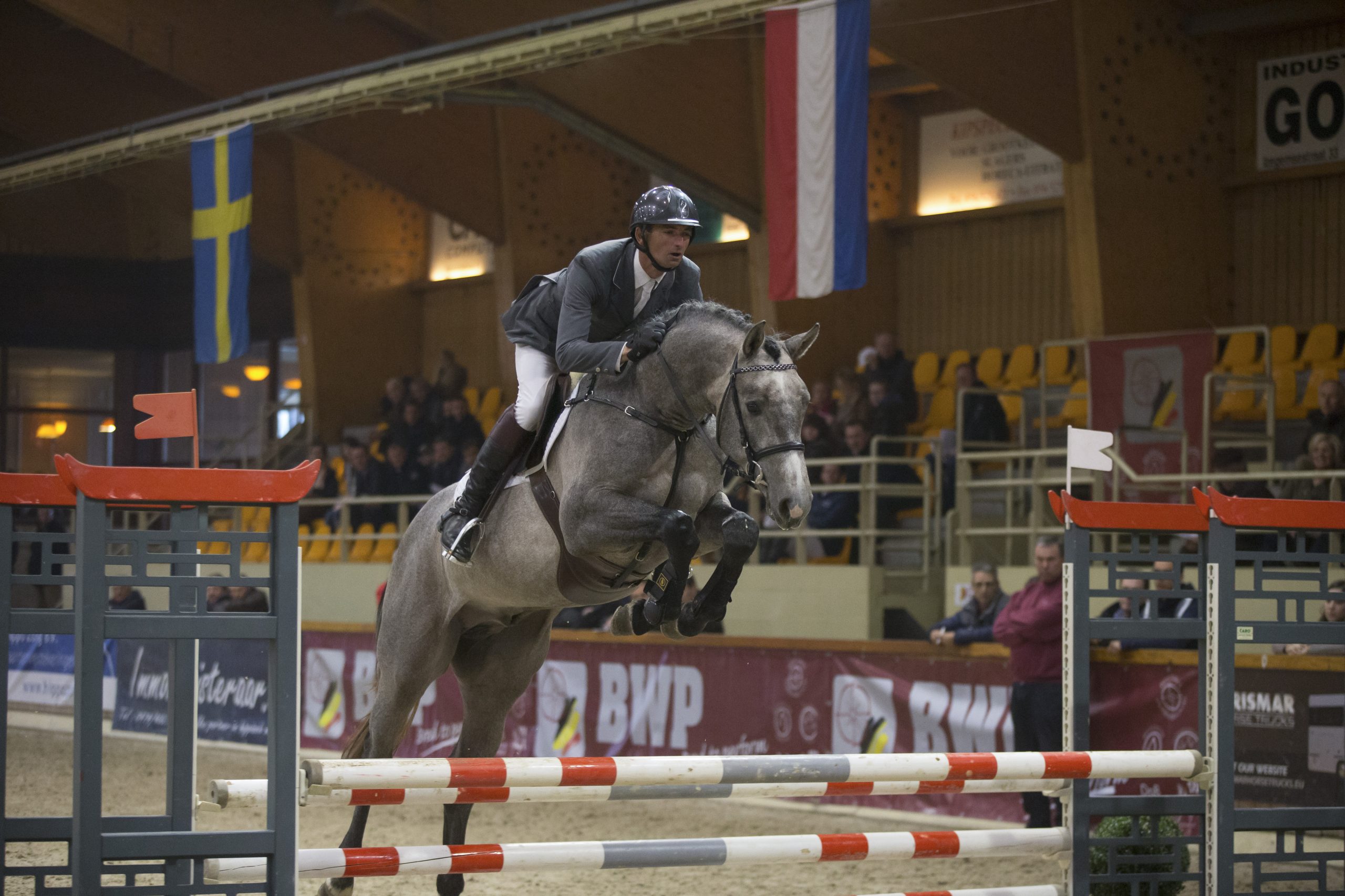 ÚJ BWP mén Enyingen!- Scorpio de la Vie