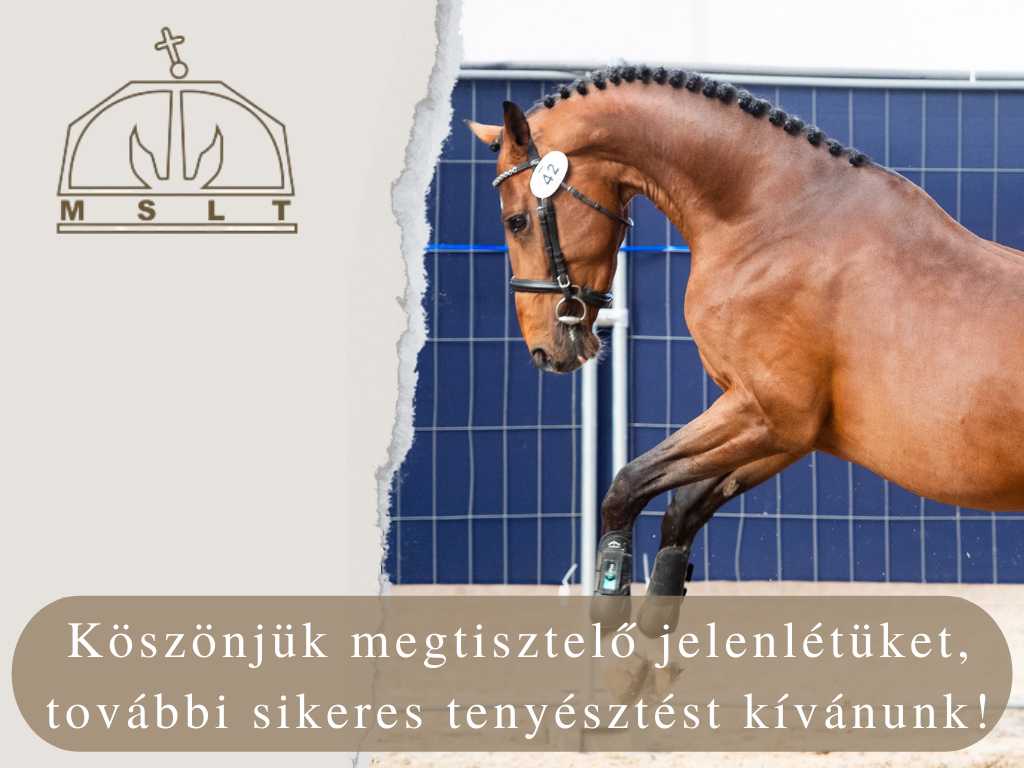 Beszámoló a közgyűlésről