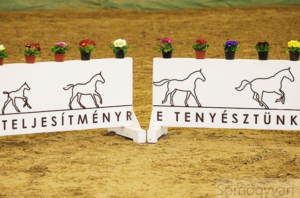 MSLT Ménszemléről és Ménversenyről