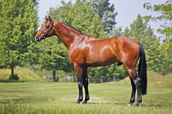 JB-Koronaor