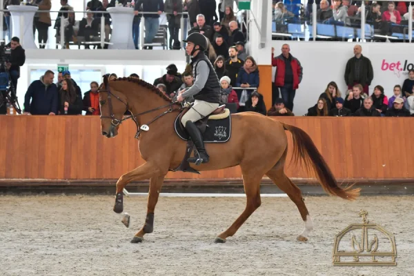 JB-stallions-JB-Csako-mslt-stallion20-MS0_3279