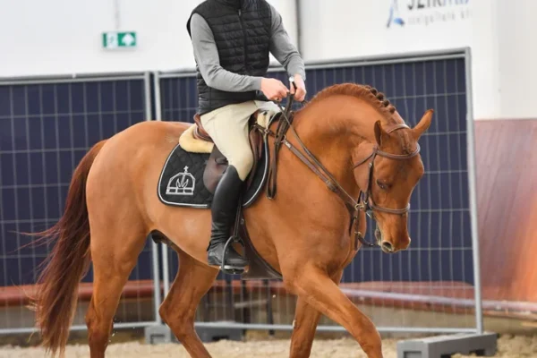JB-stallions-mslt-JB-Csako-stallion20-MS0_3283