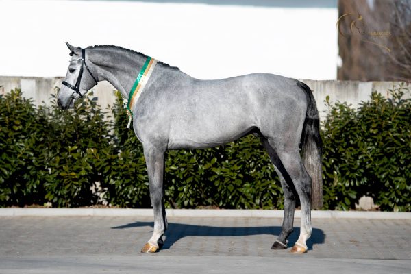 chico-b-z-9152-lq
