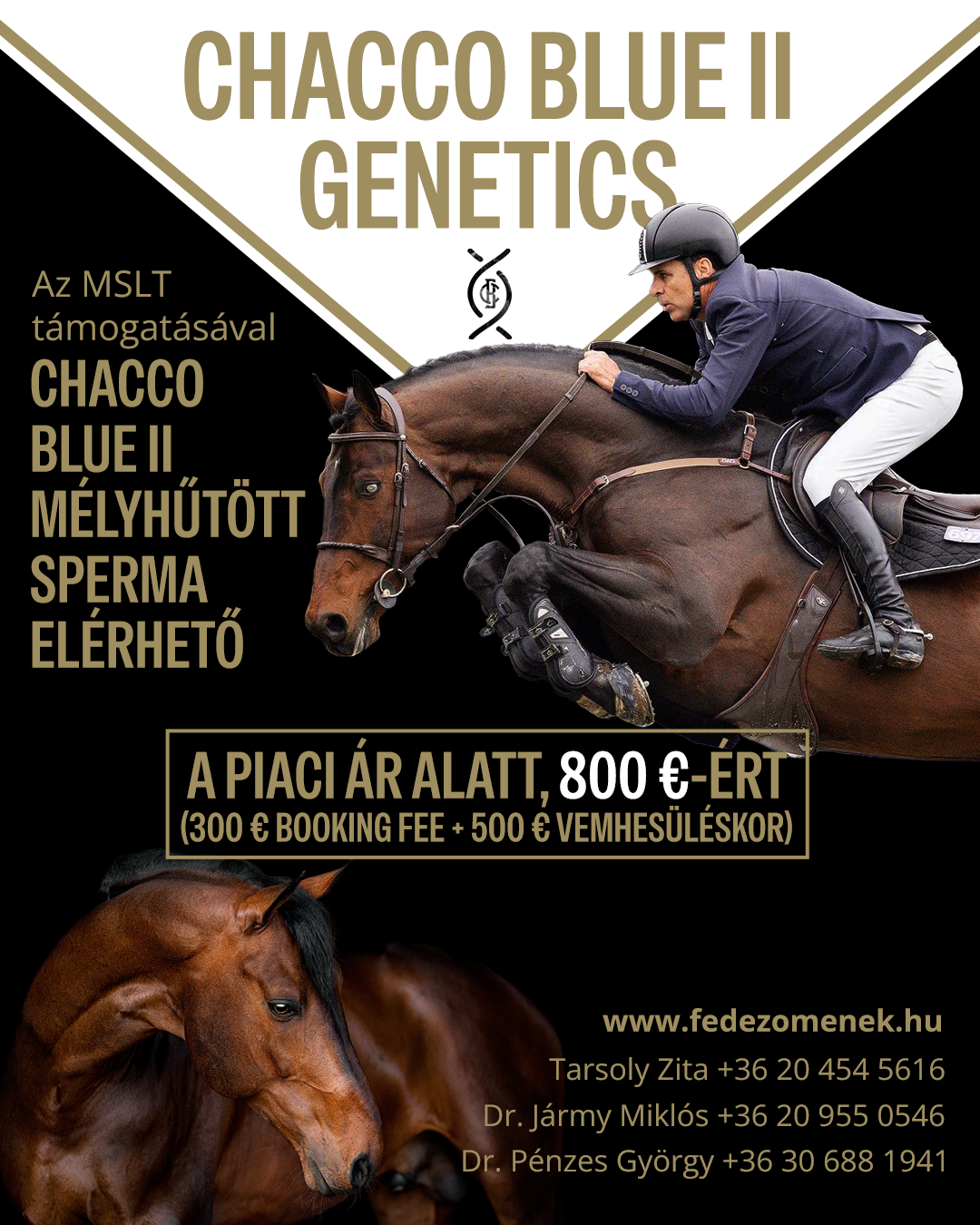 Chacco Blue II mélyhűtött sperma elérhető!