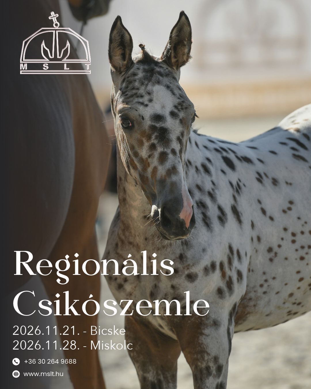 Regionális Csikószemle 2026